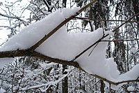 [photo]
