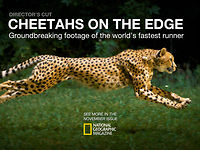 Cheetahs on the Edge--Director's Cut